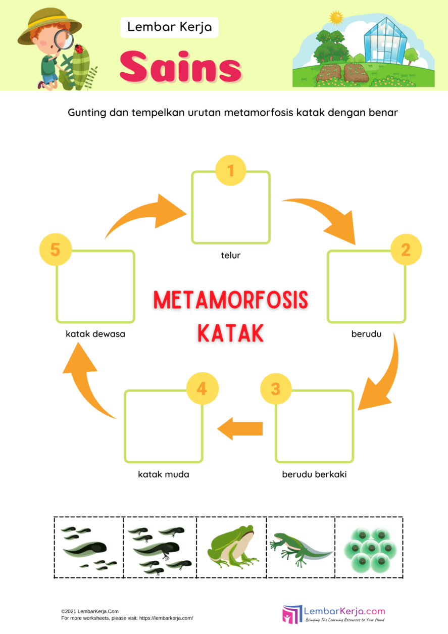 Detail Gambar Siklus Katak Nomer 29