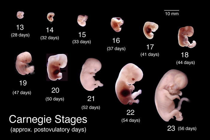 Detail Gambar Siklus Kehamilan Nomer 11
