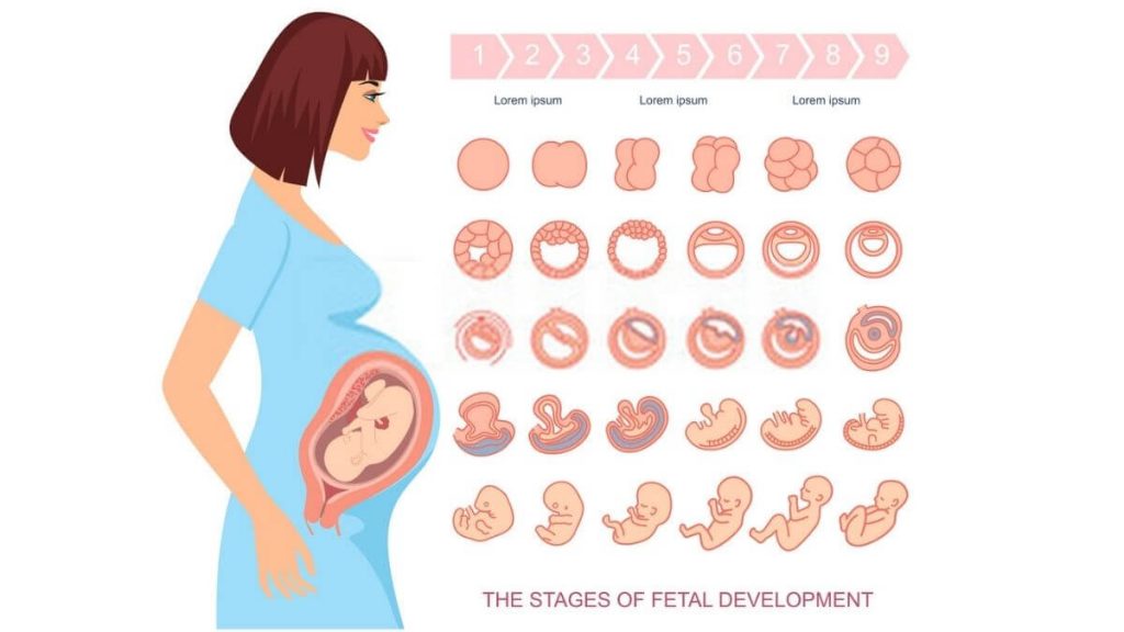 Detail Gambar Siklus Kehamilan Nomer 12