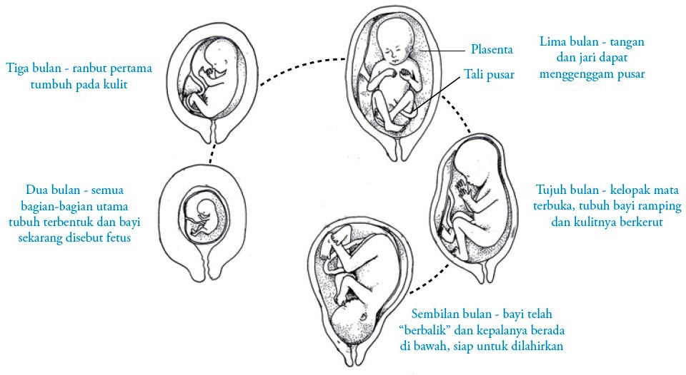 Detail Gambar Siklus Kehamilan Nomer 34