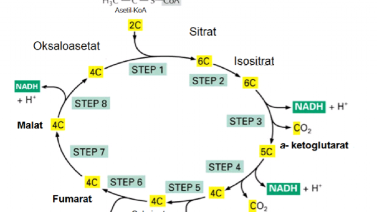Detail Gambar Siklus Krebs Nomer 2