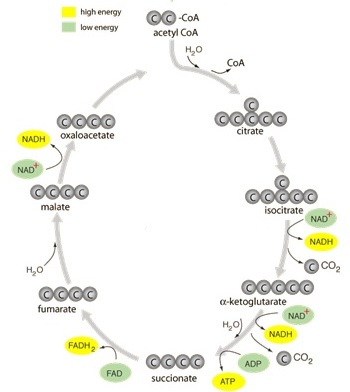 Detail Gambar Siklus Krebs Nomer 14