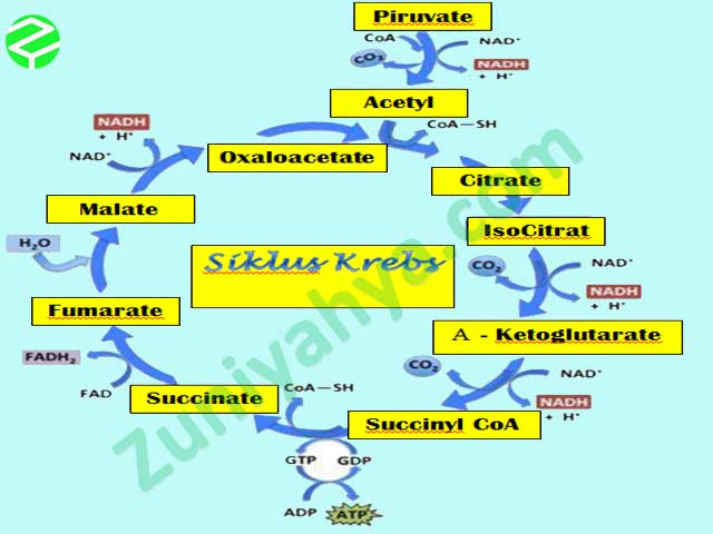 Detail Gambar Siklus Krebs Nomer 22