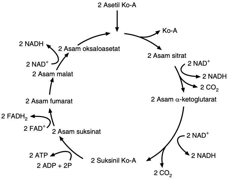 Detail Gambar Siklus Krebs Nomer 26