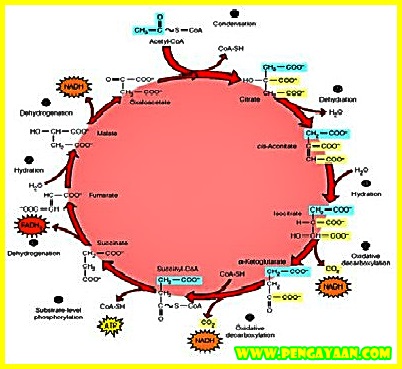 Detail Gambar Siklus Krebs Nomer 31