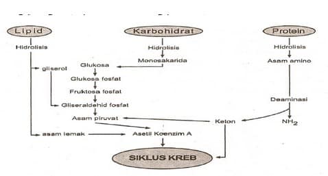 Detail Gambar Siklus Krebs Nomer 43