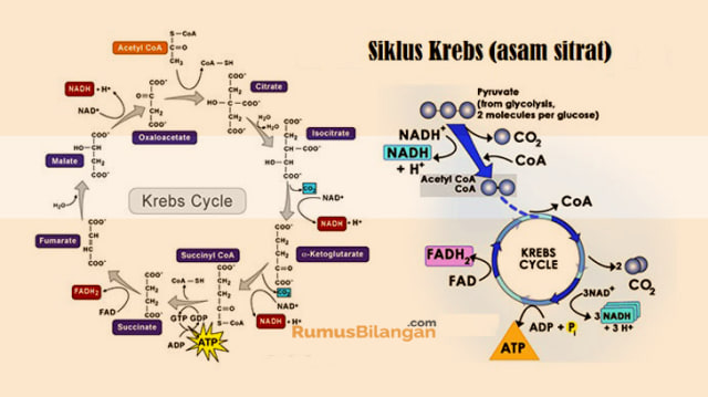 Detail Gambar Siklus Krebs Nomer 8