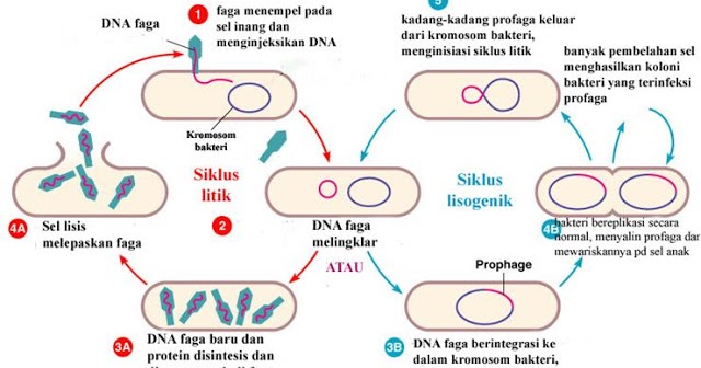 Detail Gambar Siklus Lisogenik Nomer 12