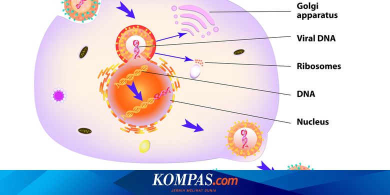 Detail Gambar Siklus Lisogenik Nomer 20