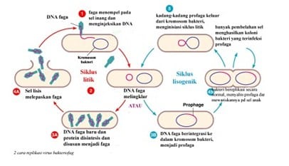 Detail Gambar Siklus Lisogenik Nomer 22