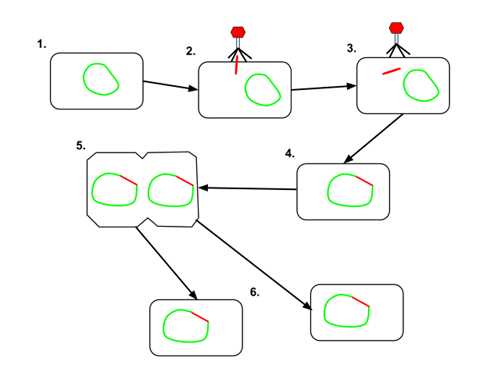 Detail Gambar Siklus Lisogenik Nomer 29