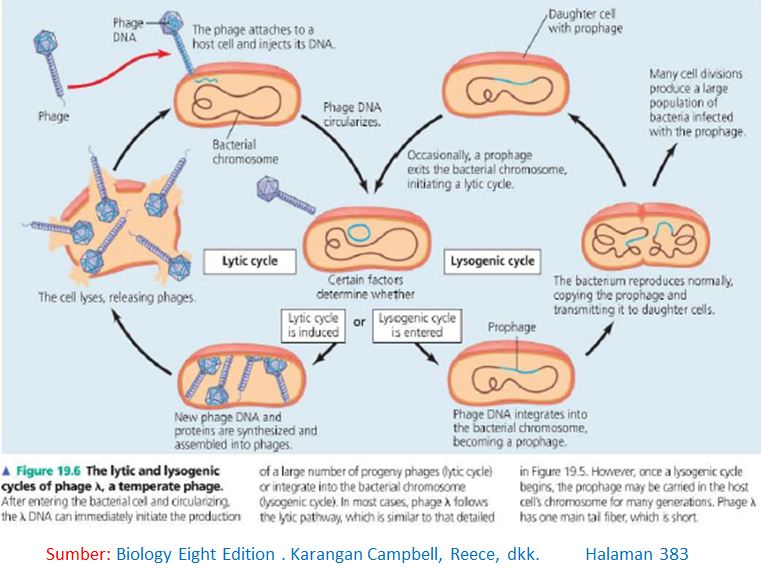 Detail Gambar Siklus Lisogenik Nomer 45