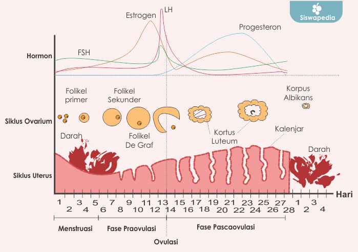 Detail Gambar Siklus Menstruasi Nomer 2