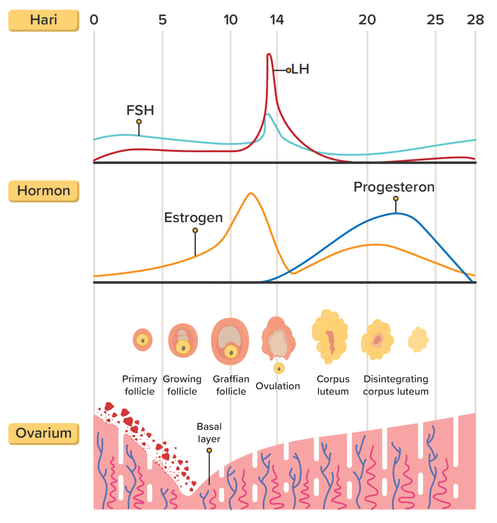 Detail Gambar Siklus Menstruasi Nomer 15