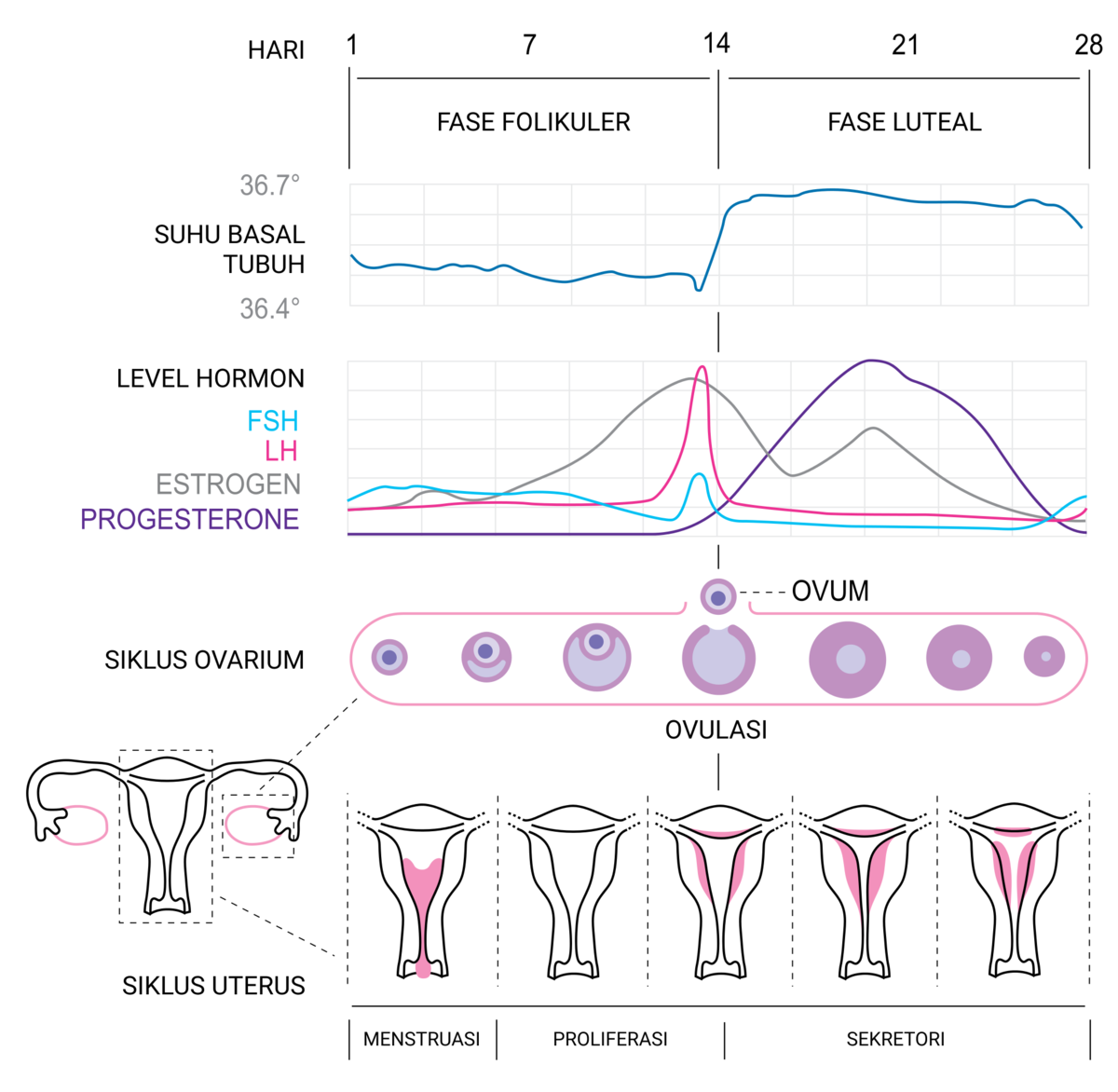 Detail Gambar Siklus Menstruasi Nomer 3