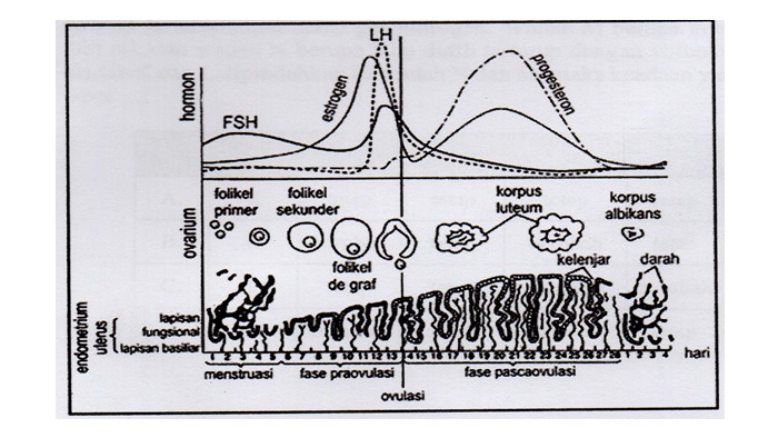 Detail Gambar Siklus Menstruasi Nomer 25