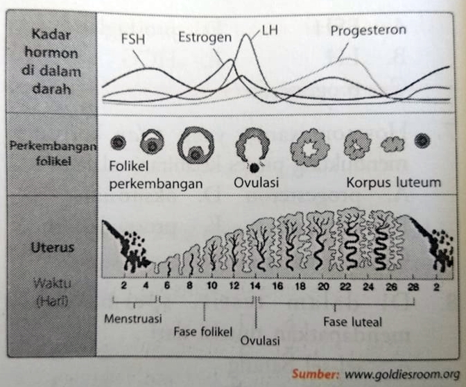 Detail Gambar Siklus Menstruasi Nomer 28