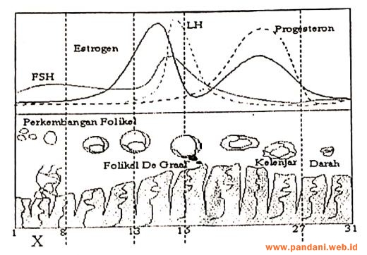 Detail Gambar Siklus Menstruasi Nomer 44