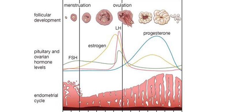 Detail Gambar Siklus Menstruasi Nomer 6