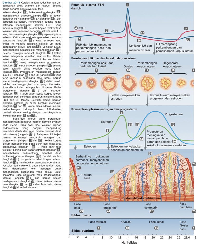 Detail Gambar Siklus Menstruasi Nomer 49