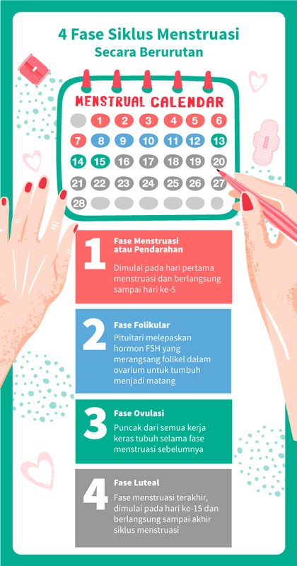 Detail Gambar Siklus Menstruasi Dan Penjelasannya Nomer 14