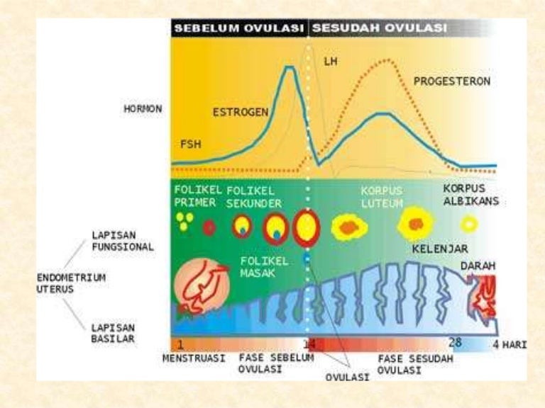 Detail Gambar Siklus Menstruasi Dan Penjelasannya Nomer 17