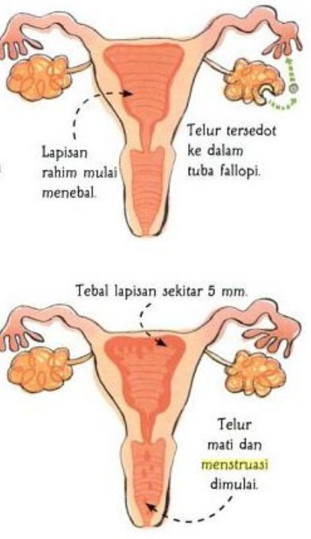 Detail Gambar Siklus Menstruasi Dan Penjelasannya Nomer 26