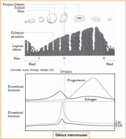 Detail Gambar Siklus Menstruasi Dan Penjelasannya Nomer 33