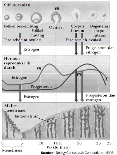 Detail Gambar Siklus Menstruasi Dan Penjelasannya Nomer 37