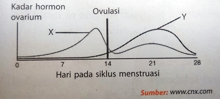 Detail Gambar Siklus Menstruasi Dan Penjelasannya Nomer 48