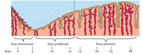 Detail Gambar Siklus Menstruasi Dan Penjelasannya Nomer 8