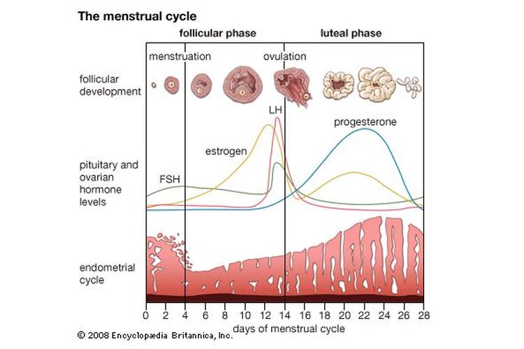 Detail Gambar Siklus Menstruasi Pada Wanita Nomer 2