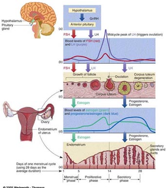 Detail Gambar Siklus Menstruasi Pada Wanita Nomer 33