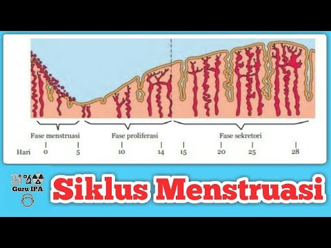 Detail Gambar Siklus Menstruasi Pada Wanita Nomer 36