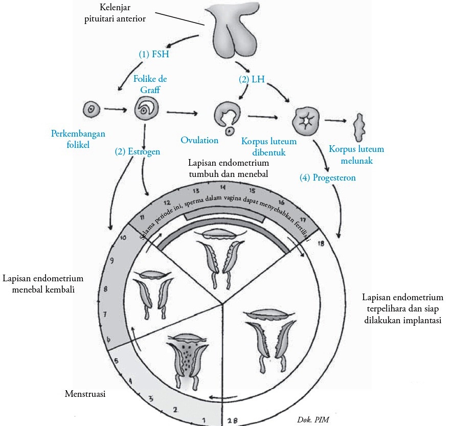 Detail Gambar Siklus Menstruasi Pada Wanita Nomer 40