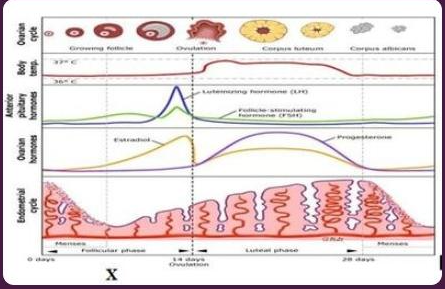 Detail Gambar Siklus Menstruasi Pada Wanita Nomer 53