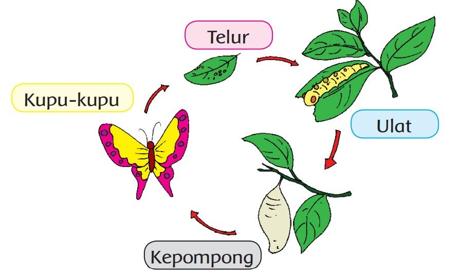 Detail Gambar Siklus Metamorfosis Kupu Kupu Nomer 11