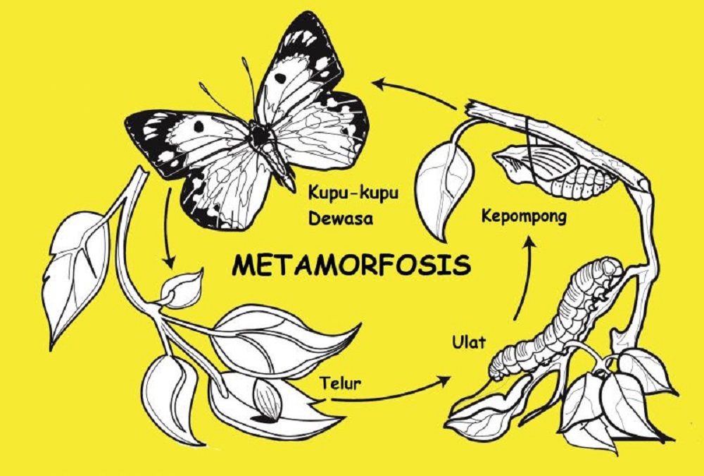 Detail Gambar Siklus Metamorfosis Kupu Kupu Nomer 14