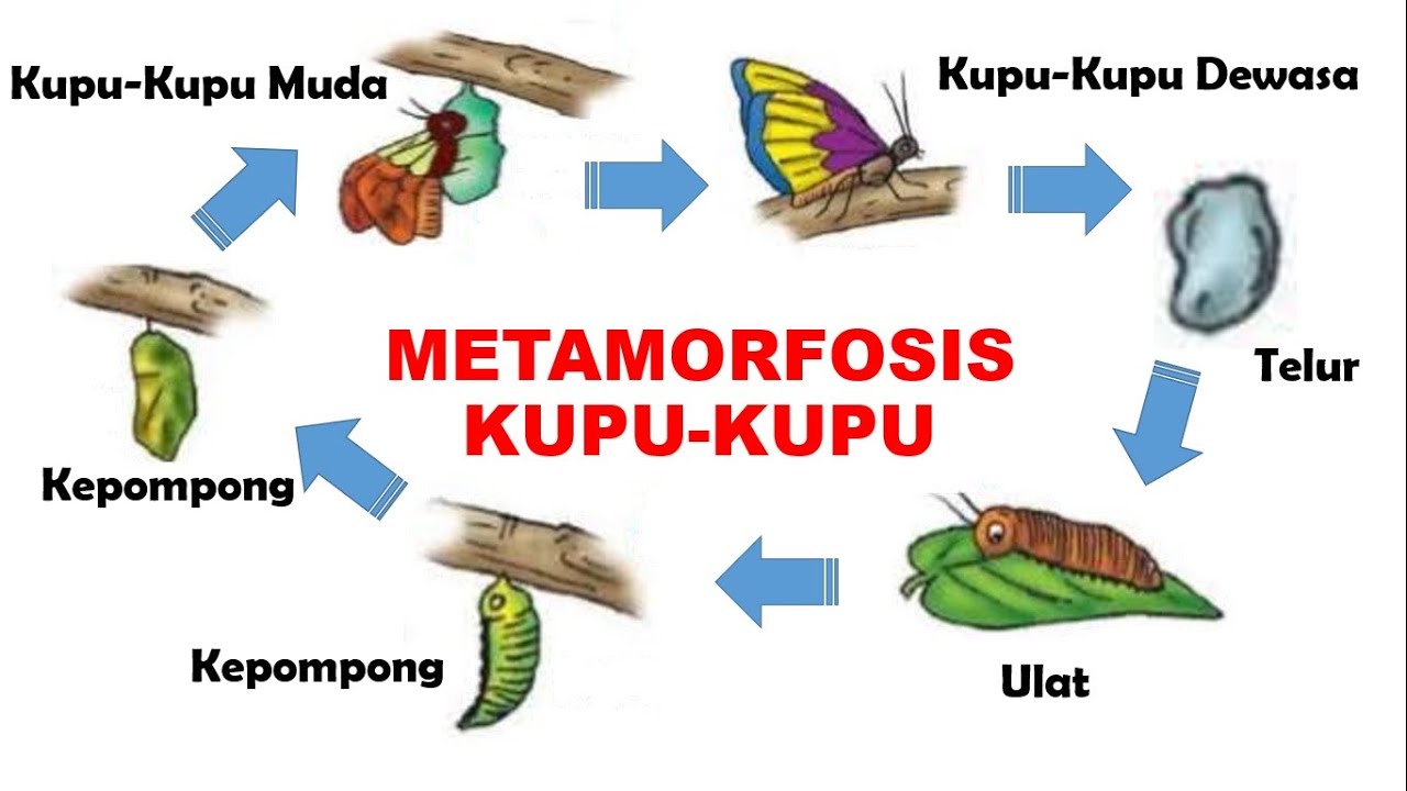 Detail Gambar Siklus Metamorfosis Kupu Kupu Nomer 18
