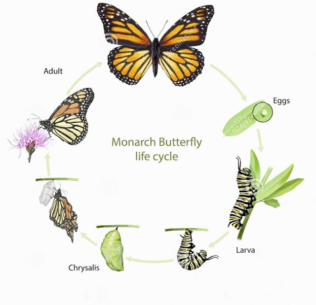 Detail Gambar Siklus Metamorfosis Kupu Kupu Nomer 24