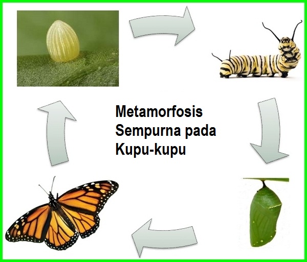 Detail Gambar Siklus Metamorfosis Kupu Kupu Nomer 26