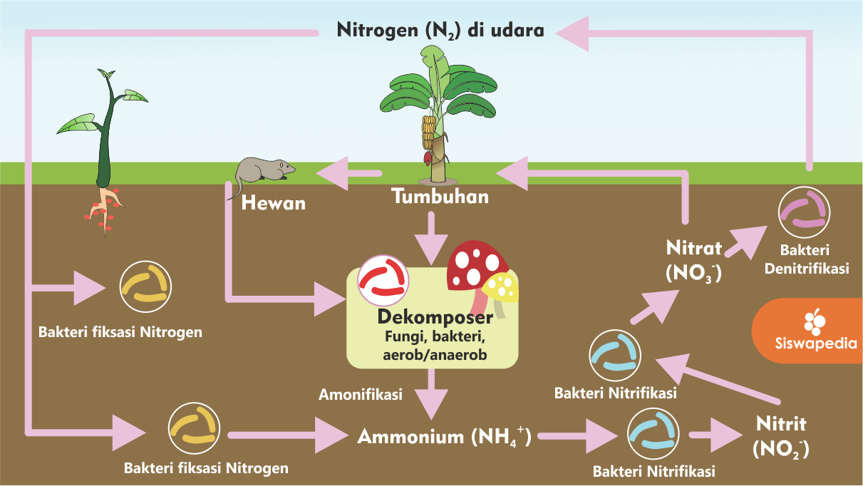 Gambar Siklus Nitrogen - KibrisPDR