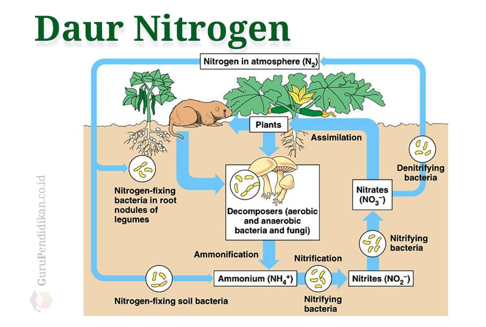 Detail Gambar Siklus Nitrogen Nomer 2