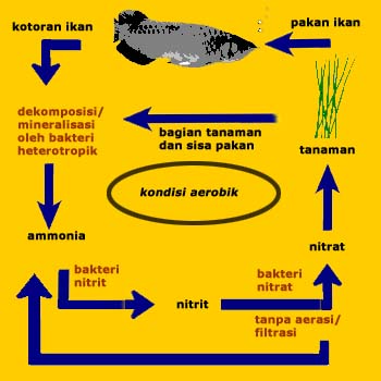 Detail Gambar Siklus Nitrogen Nomer 39