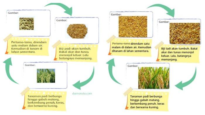 Detail Gambar Siklus Padi Menjadi Beras Nomer 4