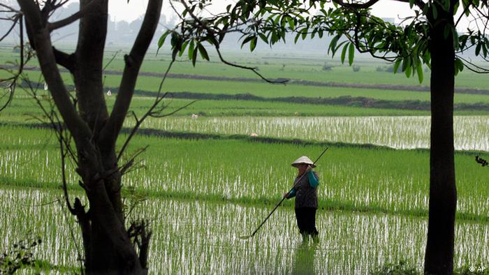 Detail Gambar Siklus Padi Menjadi Beras Nomer 35