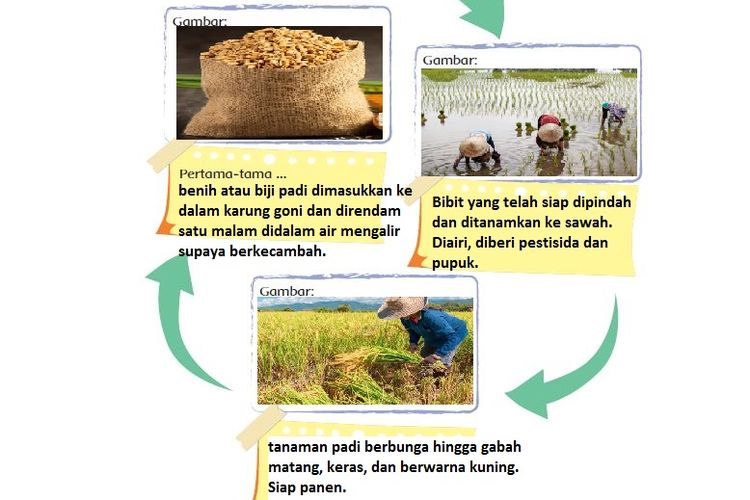 Detail Gambar Siklus Padi Menjadi Beras Nomer 10