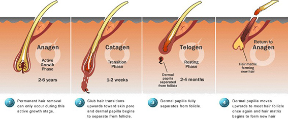 Detail Gambar Siklus Pertumbuhan Rambut Nomer 9