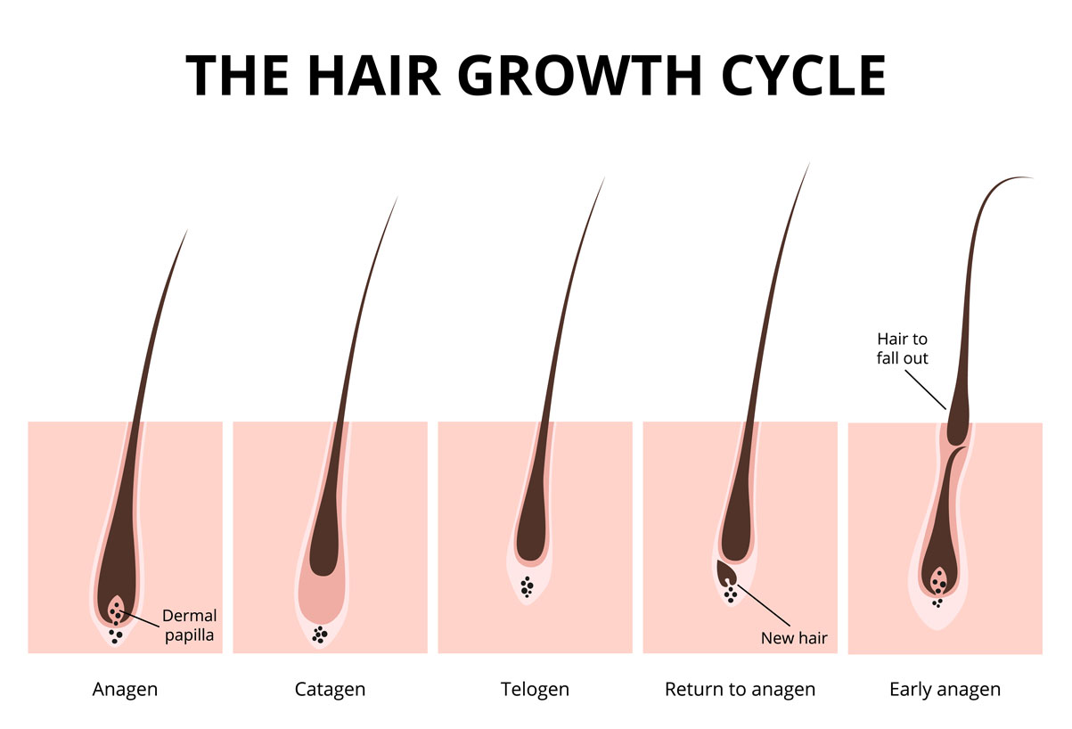 Detail Gambar Siklus Pertumbuhan Rambut Nomer 11