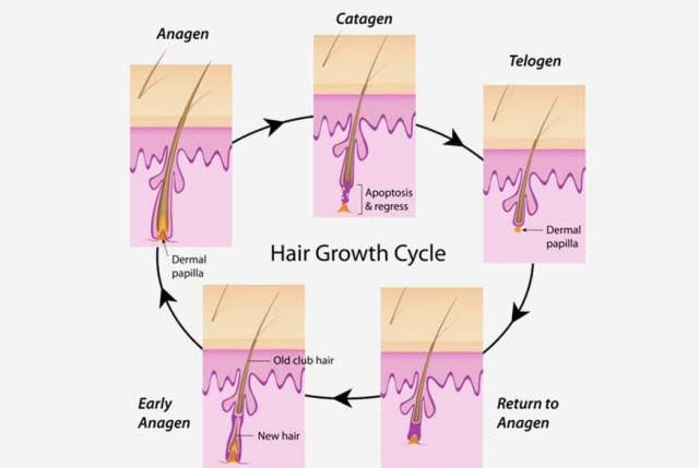 Detail Gambar Siklus Pertumbuhan Rambut Nomer 13